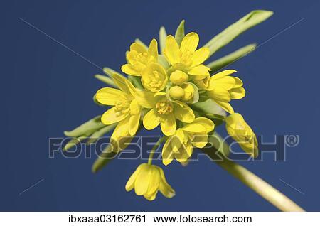 "Leontice odessana (Gymnospermium odessanum), Odessa Oblast, Ukraine, Europe" View Large Photo Image Stock Image - "Leontice odessana (Gymnospermium odessanum), Odessa Oblast, Ukraine, Europe". Fotosearch
