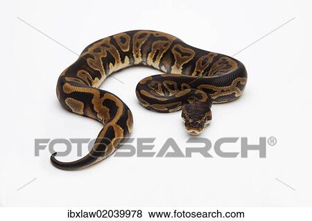 "Leopard Ball Python or Royal Python (Python regius), female" View Large Photo Image Stock Photo - "Leopard Ball Python or Royal Python (Python regius), female". Fotosearch