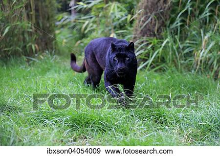 "Leopard, Black Panther (Panthera pardus), adult, stalking, nating to Africa, captive, England, United Kingdom, Europe" View Large Photo Image Stock Photo - "Leopard, Black Panther (Panthera pardus), adult, stalking, nating to Africa, captive, England, United Kingdom, Europe". Fotosearch