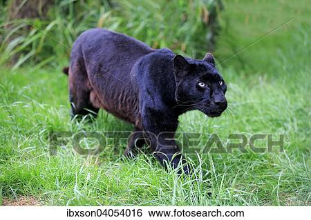 Stock Photograph - "Leopard, Black Panther (Panthera pardus), adult, stalking, native to Africa, captive, England, United Kingdom, Europe". Fotosearch