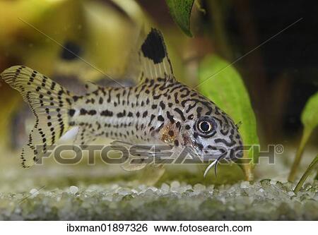 "Leopard catfish (Corydoras julii), freshwater aquarium, native to the Amazon Basin" View Large Photo Image Stock Photograph - "Leopard catfish (Corydoras julii), freshwater aquarium, native to the Amazon Basin". Fotosearch