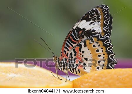 "Leopard Lacewing (Cethosia cyane), captive, Emsland, Lower Saxony, Germany, Europe" View Large Photo Image Stock Image - "Leopard Lacewing (Cethosia cyane), captive, Emsland, Lower Saxony, Germany, Europe". Fotosearch