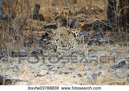 "Leopard (Panthera pardus) camouflaged on stony ground, Etosha National Park, Namibia, Africa" View Large Photo Image Stock Photo - "Leopard (Panthera pardus) camouflaged on stony ground, Etosha National Park, Namibia, Africa". Fotosearch