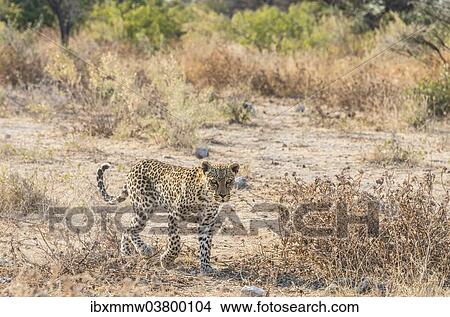 "Leopard (Panthera pardus), Etosha National Park, Namibia, Africa" View Large Photo Image Picture - "Leopard (Panthera pardus), Etosha National Park, Namibia, Africa". Fotosearch