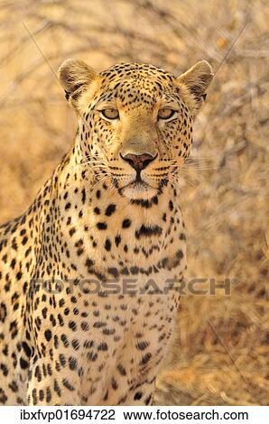 "Leopard (Panthera pardus), Etosha National Park, Namibia, Africa" View Large Photo Image Stock Image - "Leopard (Panthera pardus), Etosha National Park, Namibia, Africa". Fotosearch