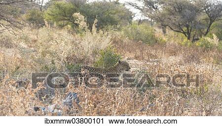 "Leopard (Panthera pardus), Etosha National Park, Namibia, Africa" View Large Photo Image Stock Image - "Leopard (Panthera pardus), Etosha National Park, Namibia, Africa". Fotosearch