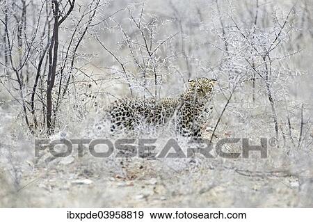 Stock Photo - "Leopard (Panthera pardus), female, Etosha National Park, Namibia, Africa". Fotosearch