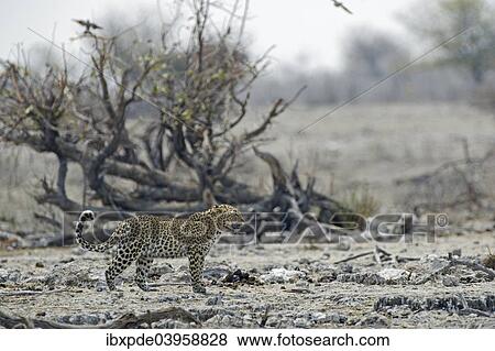 "Leopard (Panthera pardus), female standing in rocky terrain, Etosha National Park, Namibia, Africa" View Large Photo Image Stock Photo - "Leopard (Panthera pardus), female standing in rocky terrain, Etosha National Park, Namibia, Africa". Fotosearch