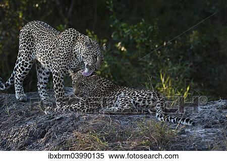 Stock Photography - "Leopard (Panthera pardus), female with cub, Sabi Sand Reserve, South Africa, Africa". Fotosearch