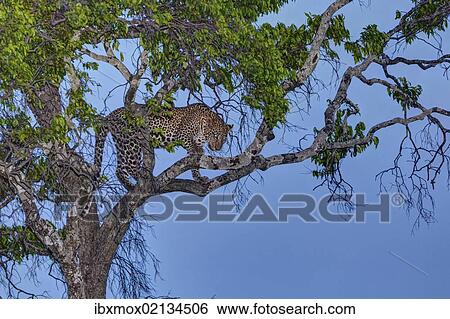 Stock Photograph - "Leopard (Panthera pardus) in a fig tree at dusk, Masai Mara National Reserve, Kenya, East Africa, Africa, PublicGround, Africa". Fotosearch