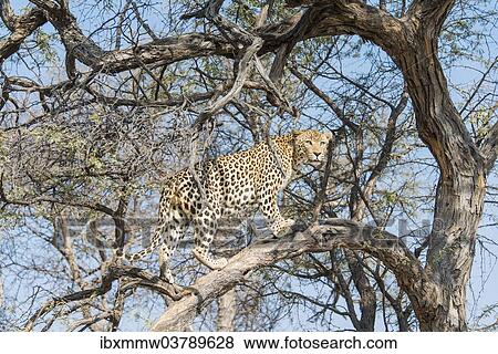 "Leopard (Panthera pardus) in a tree, Khomas, Namibia, Africa" View Large Photo Image Stock Photo - "Leopard (Panthera pardus) in a tree, Khomas, Namibia, Africa". Fotosearch