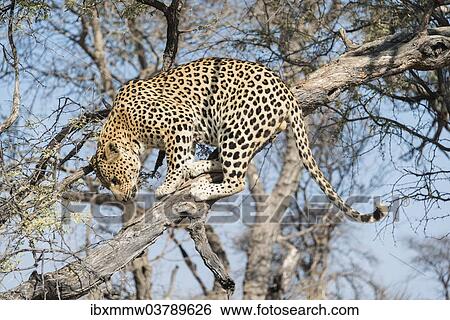 "Leopard (Panthera pardus) in a tree, Khomas, Namibia, Africa" View Large Photo Image Stock Photograph - "Leopard (Panthera pardus) in a tree, Khomas, Namibia, Africa". Fotosearch