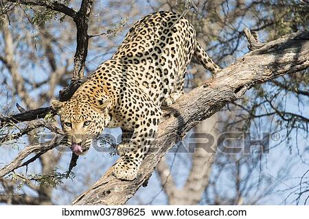 Stock Photography - "Leopard (Panthera pardus) in a tree, Khomas, Namibia, Africa". Fotosearch
