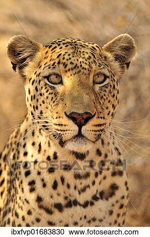 "Leopard (Panthera pardus) in the Kgalagadi Transfrontier Park, Kalahari, South Africa, Africa" View Large Photo Image Stock Image - "Leopard (Panthera pardus) in the Kgalagadi Transfrontier Park, Kalahari, South Africa, Africa". Fotosearch