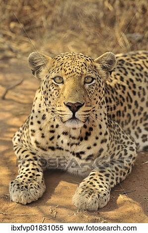 Stock Photography - "Leopard (Panthera pardus) in the Kgalagadi Transfrontier Park, Kalahari, South Africa, Africa". Fotosearch