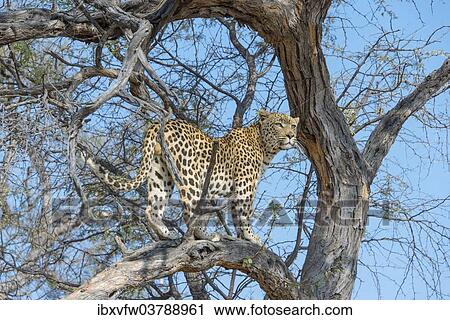 "Leopard (Panthera pardus) in tree, Khomas, Namibia, Africa" View Large Photo Image Stock Image - "Leopard (Panthera pardus) in tree, Khomas, Namibia, Africa". Fotosearch