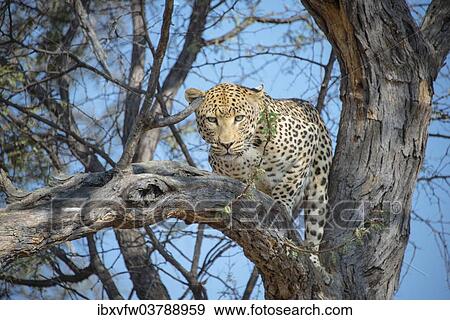 "Leopard (Panthera pardus) in tree, Khomas, Namibia, Africa" View Large Photo Image Stock Photo - "Leopard (Panthera pardus) in tree, Khomas, Namibia, Africa". Fotosearch