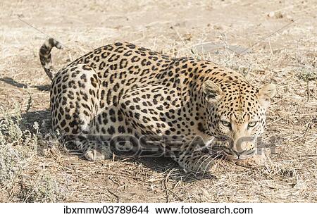 Picture - "Leopard (Panthera pardus), Khomas, Namibia, Africa". Fotosearch