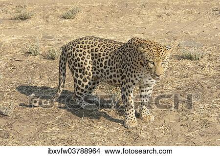 "Leopard (Panthera pardus), Khomas, Namibia, Africa" View Large Photo Image Picture - "Leopard (Panthera pardus), Khomas, Namibia, Africa". Fotosearch