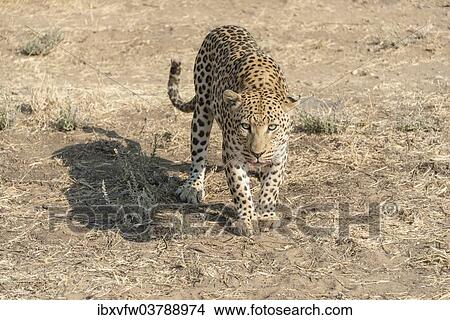 "Leopard (Panthera pardus), Khomas, Namibia, Africa" View Large Photo Image Picture - "Leopard (Panthera pardus), Khomas, Namibia, Africa". Fotosearch