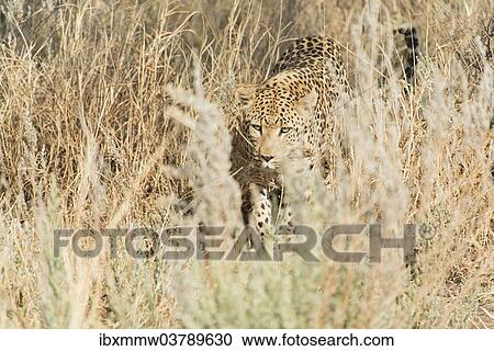 Stock Image - "Leopard (Panthera pardus), Khomas, Namibia, Africa". Fotosearch