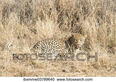 Stock Image - "Leopard (Panthera pardus), Khomas, Namibia, Africa". Fotosearch