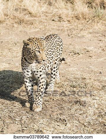 "Leopard (Panthera pardus), Khomas, Namibia, Africa" View Large Photo Image Stock Image - "Leopard (Panthera pardus), Khomas, Namibia, Africa". Fotosearch