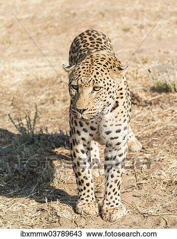 Stock Image - "Leopard (Panthera pardus), Khomas, Namibia, Africa". Fotosearch