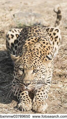 "Leopard (Panthera pardus), Khomas, Namibia, Africa" View Large Photo Image Stock Image - "Leopard (Panthera pardus), Khomas, Namibia, Africa". Fotosearch