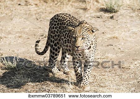 Stock Image - "Leopard (Panthera pardus), Khomas, Namibia, Africa". Fotosearch