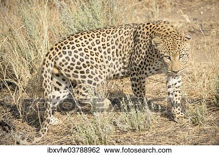 "Leopard (Panthera pardus), Khomas, Namibia, Africa" View Large Photo Image Stock Image - "Leopard (Panthera pardus), Khomas, Namibia, Africa". Fotosearch
