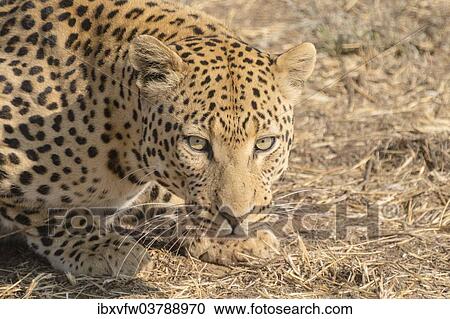 Stock Image - "Leopard (Panthera pardus), Khomas, Namibia, Africa". Fotosearch