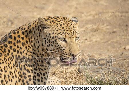 "Leopard (Panthera pardus), Khomas, Namibia, Africa" View Large Photo Image Stock Image - "Leopard (Panthera pardus), Khomas, Namibia, Africa". Fotosearch