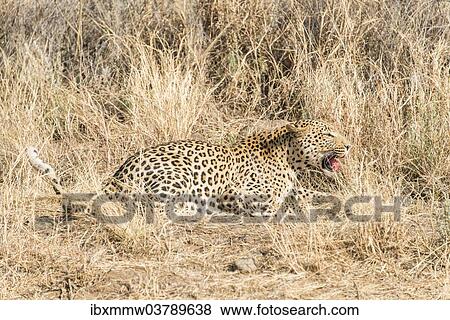 "Leopard (Panthera pardus), Khomas, Namibia, Africa" View Large Photo Image Stock Photo - "Leopard (Panthera pardus), Khomas, Namibia, Africa". Fotosearch