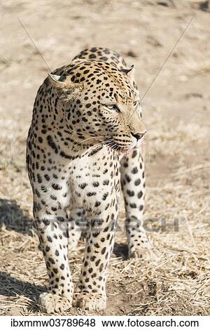 Stock Photo - "Leopard (Panthera pardus), Khomas, Namibia, Africa". Fotosearch