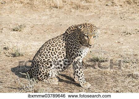 Stock Photograph - "Leopard (Panthera pardus), Khomas, Namibia, Africa". Fotosearch
