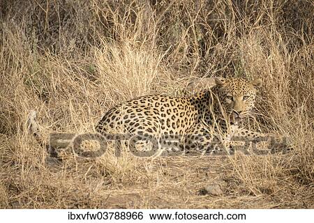 "Leopard (Panthera pardus), Khomas, Namibia, Africa" View Large Photo Image Stock Photograph - "Leopard (Panthera pardus), Khomas, Namibia, Africa". Fotosearch