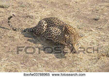 "Leopard (Panthera pardus), Khomas, Namibia, Africa" View Large Photo Image Stock Photography - "Leopard (Panthera pardus), Khomas, Namibia, Africa". Fotosearch