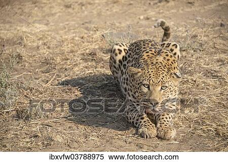 "Leopard (Panthera pardus), Khomas, Namibia, Africa" View Large Photo Image Stock Photography - "Leopard (Panthera pardus), Khomas, Namibia, Africa". Fotosearch