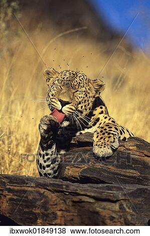 "Leopard (Panthera pardus) licking its paw, Namibia, Africa" View Large Photo Image Stock Photo - "Leopard (Panthera pardus) licking its paw, Namibia, Africa". Fotosearch