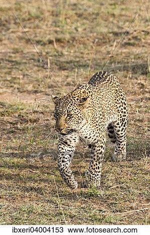 "Leopard (Panthera pardus) lying in grass, Maasai Mara National Reserve, Serengeti, Rift Valley Province, Kenya, East Africa, Africa" View Large Photo Image Stock Image - "Leopard (Panthera pardus) lying in grass, Maasai Mara National Reserve, Serengeti, Rift Valley Province, Kenya, East Africa, Africa". Fotosearch