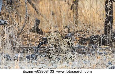 Stock Image - "Leopard (Panthera pardus) lying camouflaged on stony ground, Etosha National Park, Namibia, Africa". Fotosearch