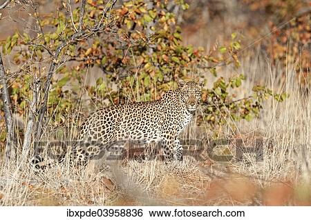 Stock Photograph - "Leopard (Panthera pardus), male camouflaged in front of tree with autumn foliage, South Africa, Africa". Fotosearch