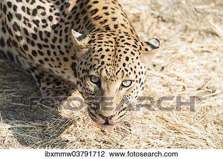 "Leopard (Panthera pardus), Namibia, Africa" View Large Photo Image Stock Image - "Leopard (Panthera pardus), Namibia, Africa". Fotosearch