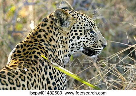 "Leopard (Panthera pardus), Okavango Delta, Botswana, Africa" View Large Photo Image Stock Image - "Leopard (Panthera pardus), Okavango Delta, Botswana, Africa". Fotosearch