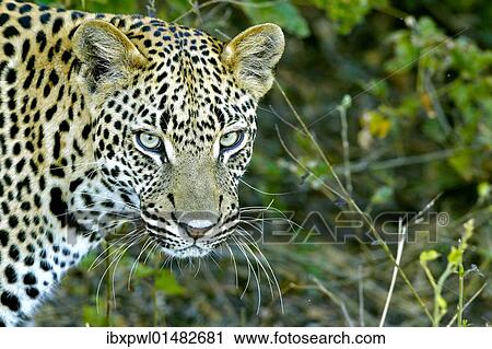 Stock Image - "Leopard (Panthera pardus), Okavango Delta, Botswana, Africa". Fotosearch