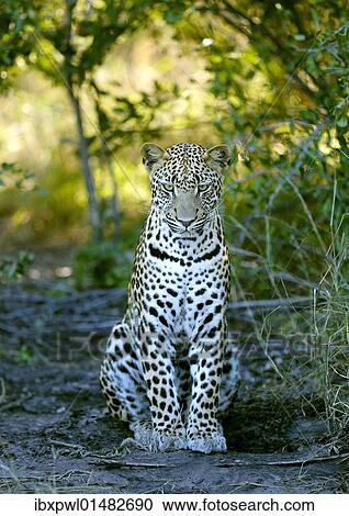 "Leopard (Panthera pardus), Okavango Delta, Botswana, Africa" View Large Photo Image Stock Image - "Leopard (Panthera pardus), Okavango Delta, Botswana, Africa". Fotosearch