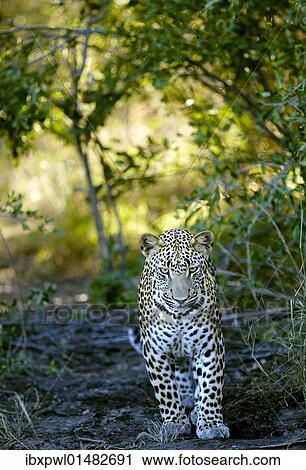 "Leopard (Panthera pardus), Okavango Delta, Botswana, Africa" View Large Photo Image Stock Image - "Leopard (Panthera pardus), Okavango Delta, Botswana, Africa". Fotosearch