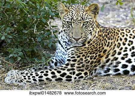 Stock Photo - "Leopard (Panthera pardus), Okavango Delta, Botswana, Africa". Fotosearch