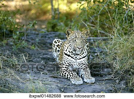 "Leopard (Panthera pardus), Okavango Delta, Botswana, Africa" View Large Photo Image Stock Photo - "Leopard (Panthera pardus), Okavango Delta, Botswana, Africa". Fotosearch